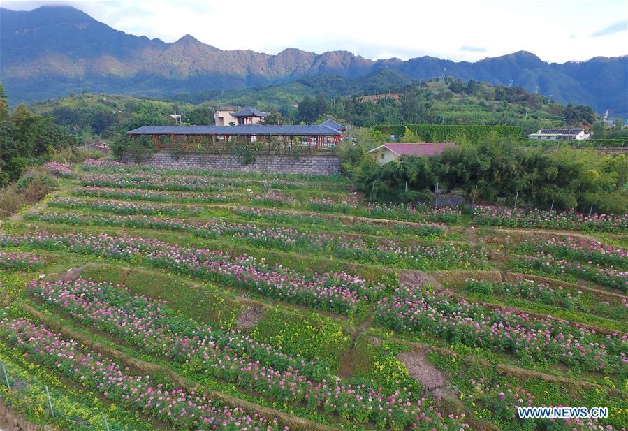 CHINA-FUJIAN-FLOWERS(CN)