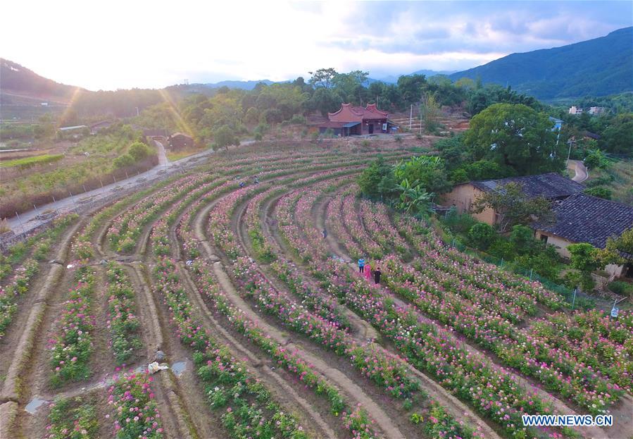 CHINA-FUJIAN-FLOWERS(CN)