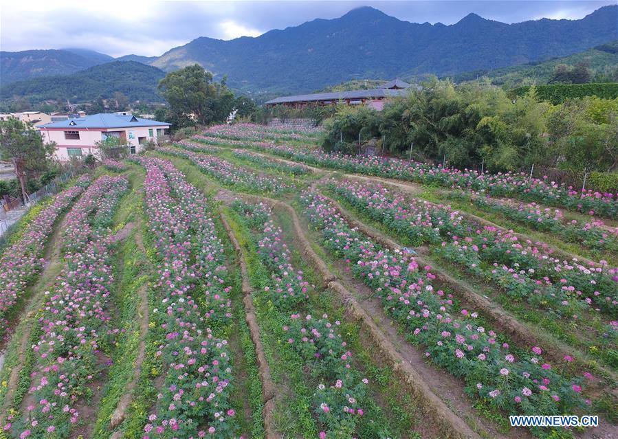CHINA-FUJIAN-FLOWERS(CN)