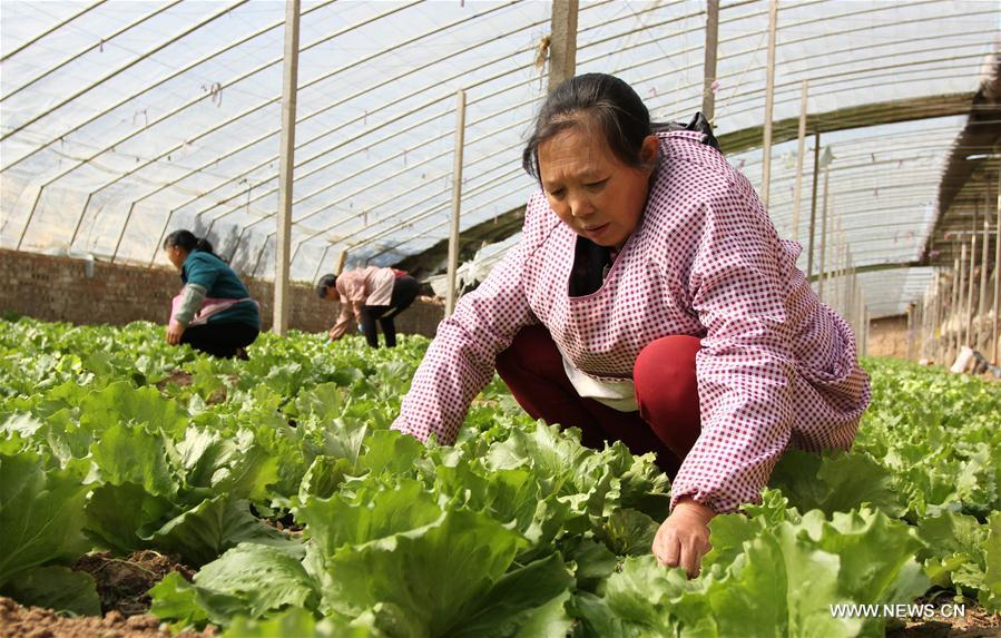 #CHINA-FARMING-SHUANGJIANG (CN) 