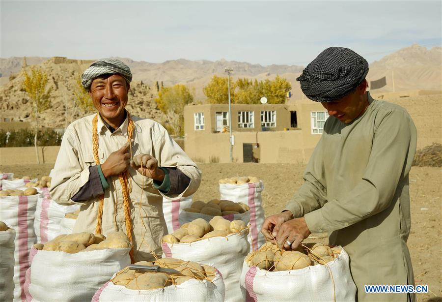 AFGHANISTAN-BAMYAN-AGRICULTURE-POTATO