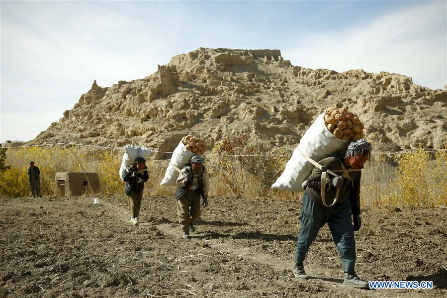 feature: afghan bamiyan people turn to potato-growing to make a