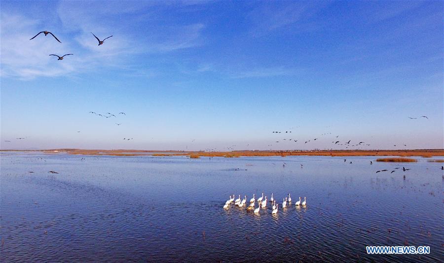 CHINA-LIAONING-WHITE CRANE (CN)