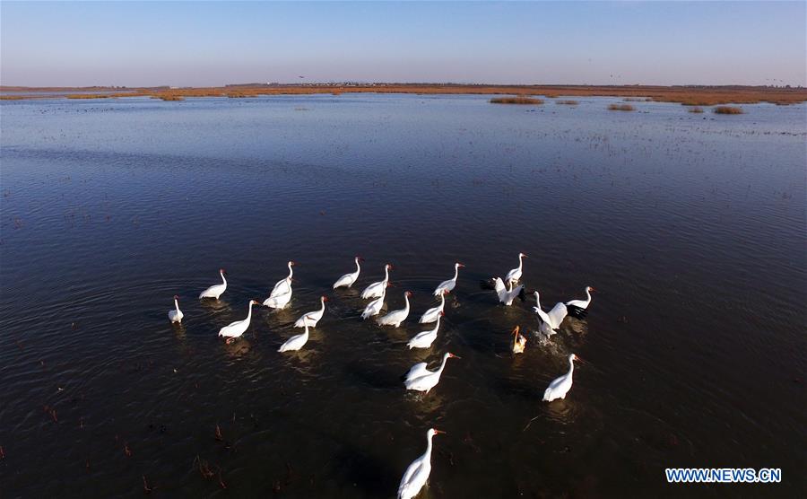CHINA-LIAONING-WHITE CRANE (CN)