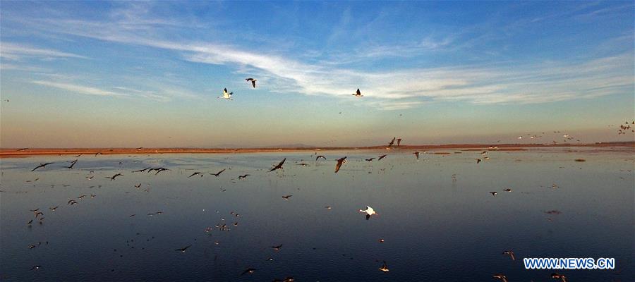 CHINA-LIAONING-WHITE CRANE (CN)