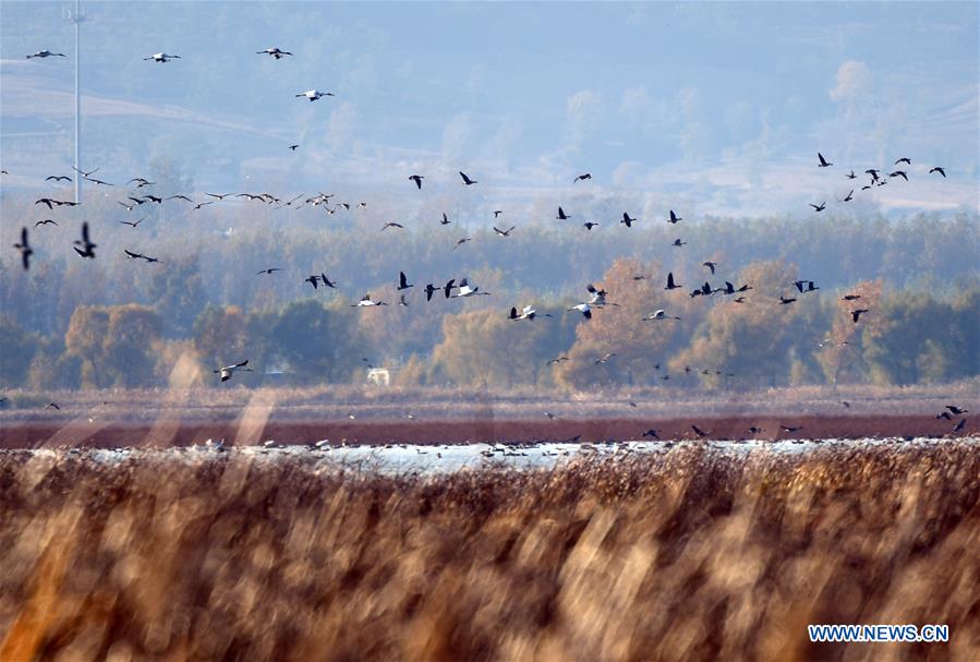 CHINA-LIAONING-WHITE CRANE (CN)