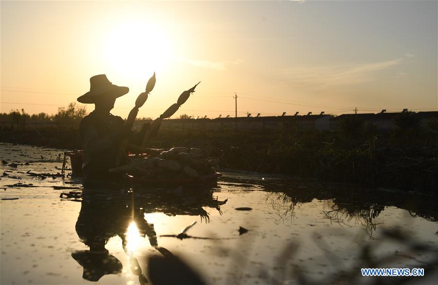 #CHINA-HUBEI-AUTUMN-HARVEST (CN)