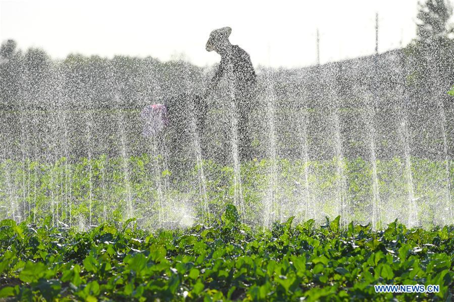 #CHINA-HUBEI-AUTUMN-HARVEST (CN)