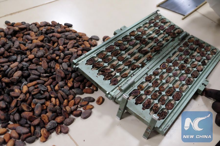 Album Ghana expects more cocoa export to China through CIIE Xinhua