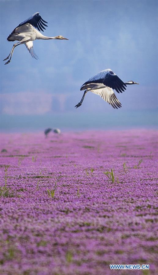 #CHINA-JIANGXI-POYANG LAKE-MIGRATORY BIRDS (CN)