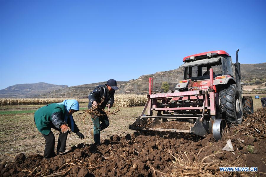 CHINA-GANSU-WEIYUAN-CHINESE HERBAL MEDICINE (CN)