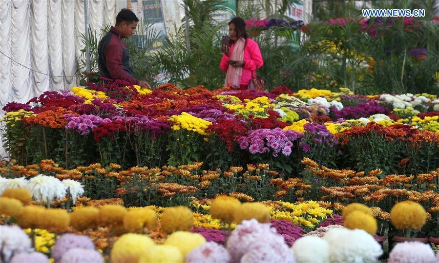 NEPAL-LALITPUR-CHRYSANTHEMUM FLOWER EXPO