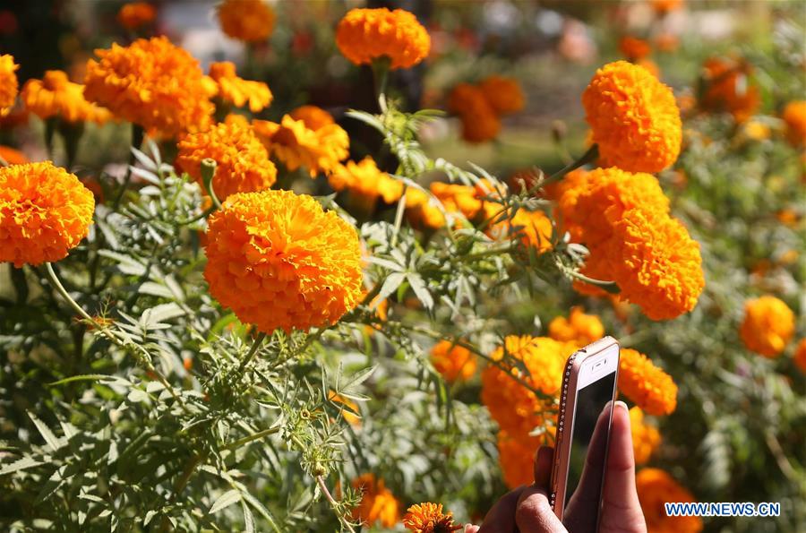 Blooming marigold flowers seen in Kathmandu, Nepal Xinhua English.news.cn
