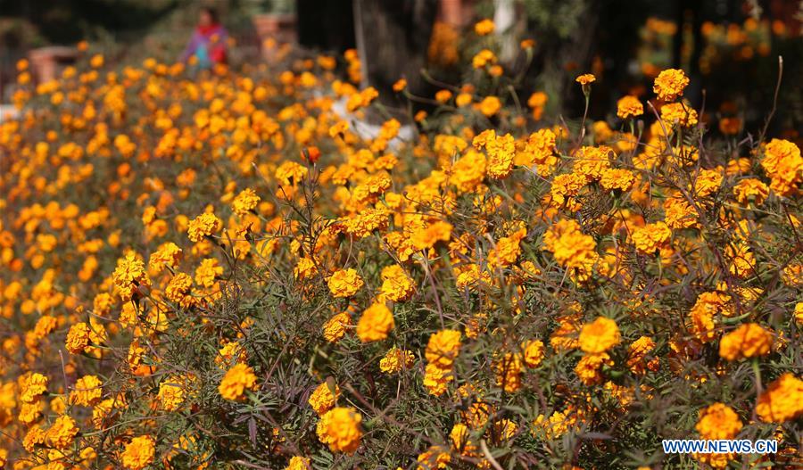 NEPAL-KATHMANDU-TIHAR FESTIVAL-MARIGOLD FLOWERS