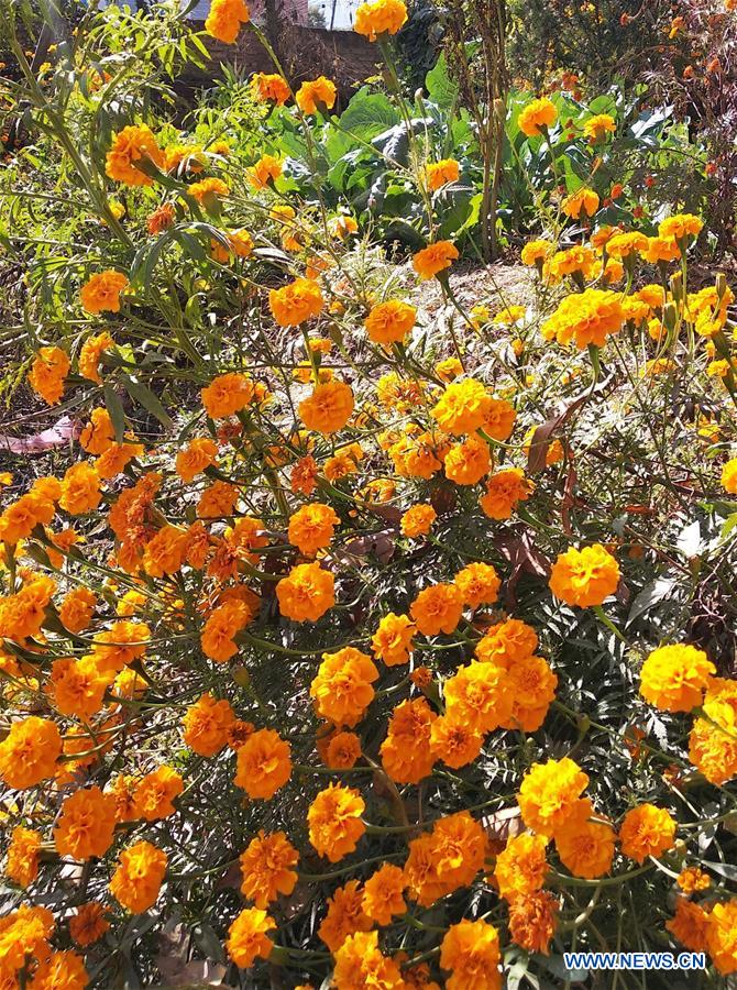 NEPAL-KATHMANDU-TIHAR FESTIVAL-MARIGOLD FLOWERS