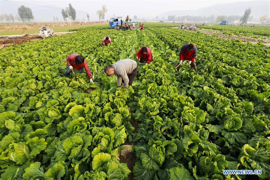 #CHINA-HEBEI-CABBAGE-HARVEST (CN)