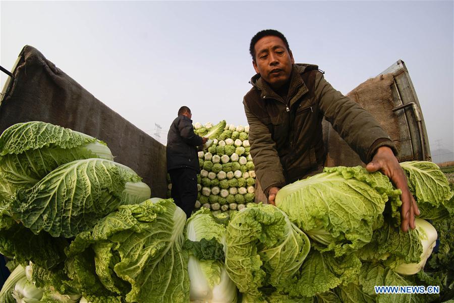 #CHINA-HEBEI-CABBAGE-HARVEST (CN)