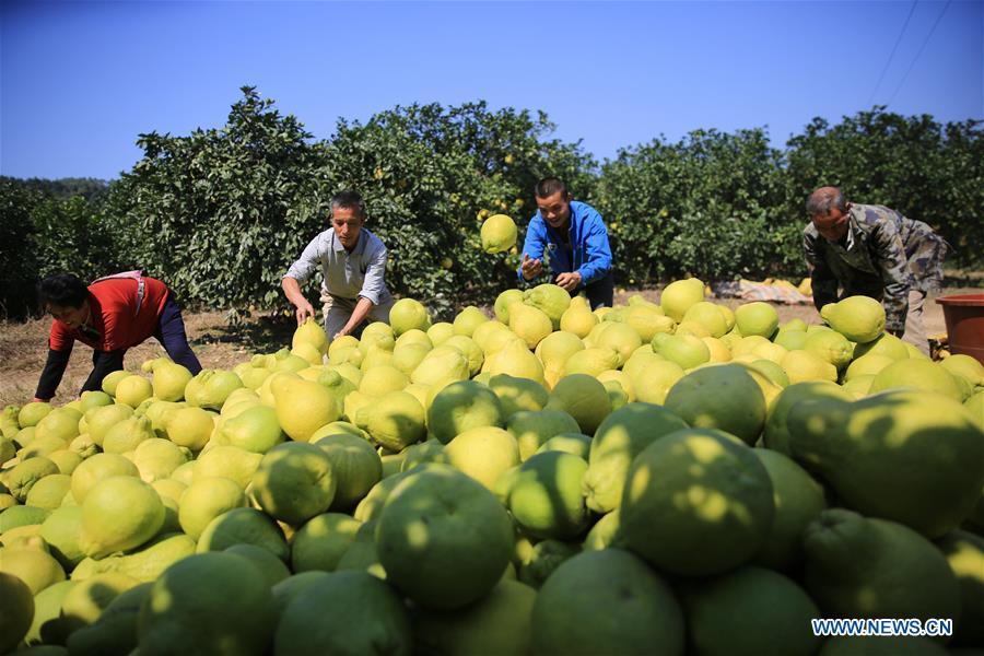 Farmers harvest pomelos in Rongshui Miao Autonomous County, south China's Guangxi Xinhua