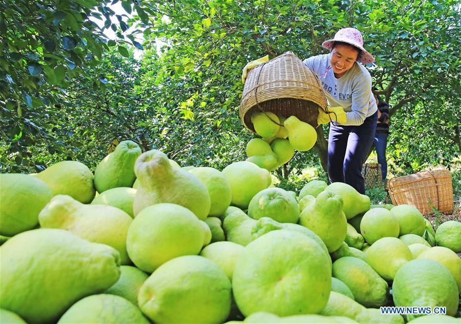 Farmers harvest pomelos in Rongshui Miao Autonomous County, south China's Guangxi Xinhua