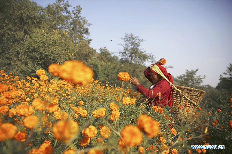NEPAL-KATHMADNU-TIHAR FESTIVAL-MARIGOLD FLOWER