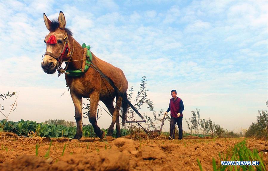 #CHINA-WINTER-FARM WORK (CN)