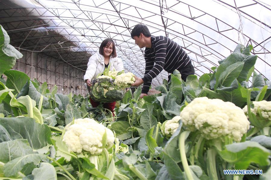 CHINA-WINTER-FARM WORK (CN)
