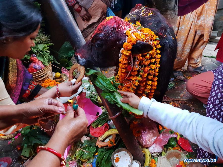 NEPAL-KATHMANDU-TIHAR FESTIVAL-COW WORSHIP