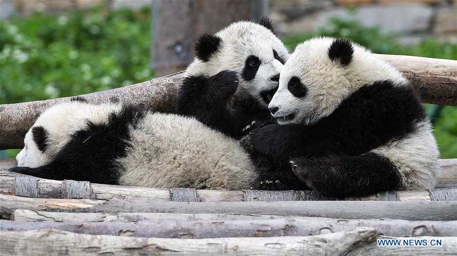 CHINA-SICHUAN-CHENGDU-GIANT PANDA-NEW DATA (CN) 