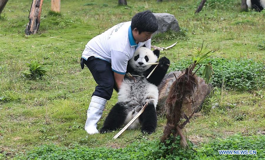 CHINA-SICHUAN-CHENGDU-GIANT PANDA-NEW DATA (CN) 