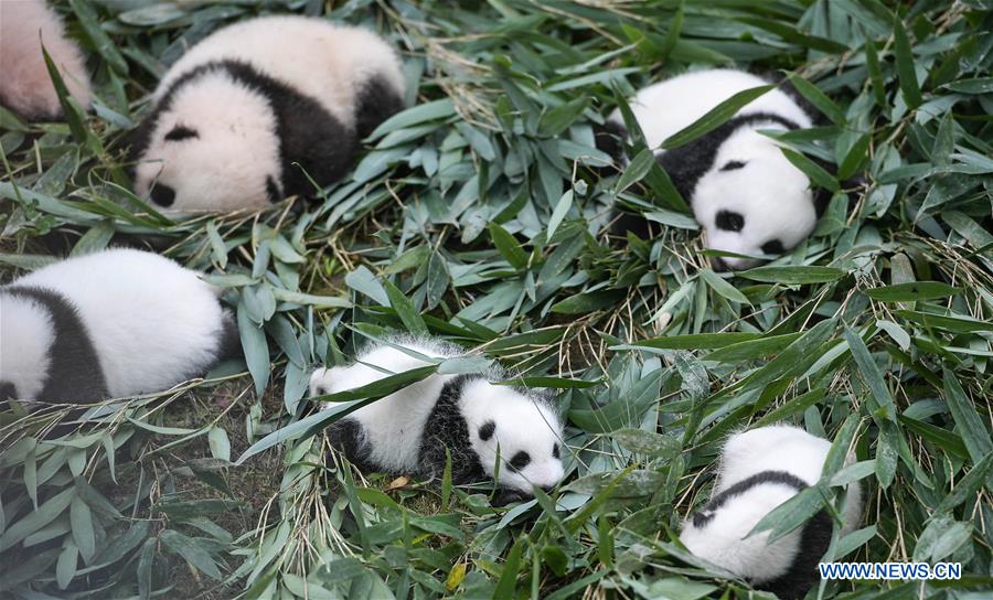 CHINA-SICHUAN-CHENGDU-GIANT PANDA-NEW DATA (CN) 