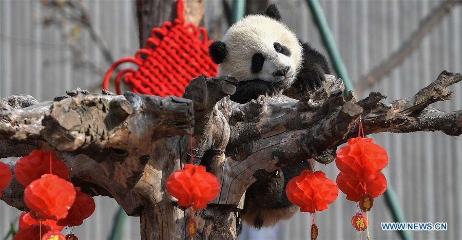 CHINA-SICHUAN-CHENGDU-GIANT PANDA-NEW DATA (CN) 