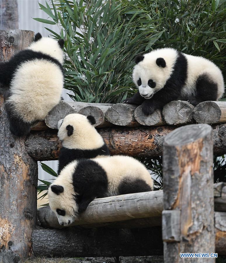 CHINA-SICHUAN-CHENGDU-GIANT PANDA-NEW DATA (CN) 