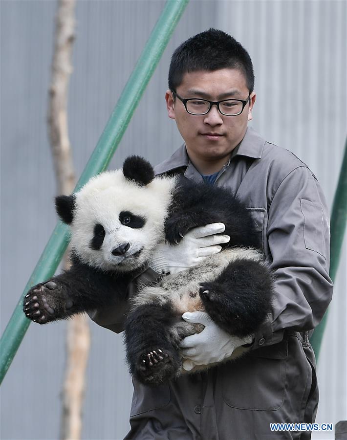 CHINA-SICHUAN-CHENGDU-GIANT PANDA-NEW DATA (CN) 