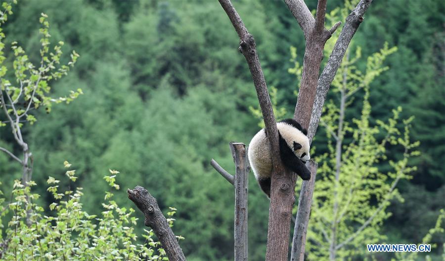 CHINA-SICHUAN-CHENGDU-GIANT PANDA-NEW DATA (CN) 