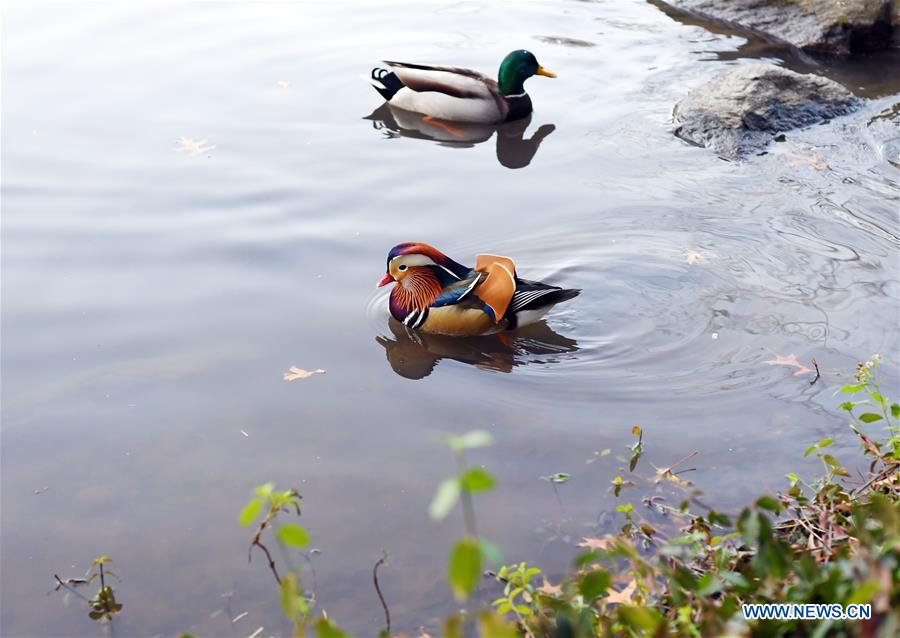 Mandarin duck new star in New York City's Central Park Xinhua