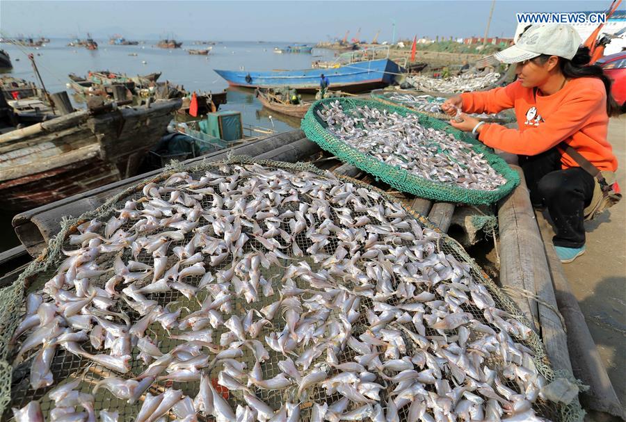 #CHINA-JIANGSU-LIANYUNGANG-FISHING (CN)