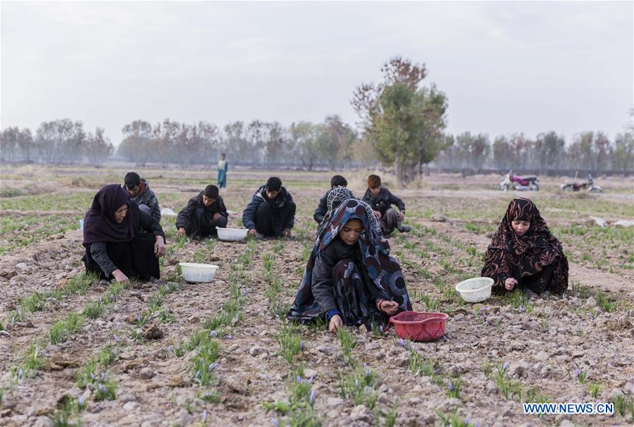 AFGHANISTAN-HERAT-SAFFRON FIELD