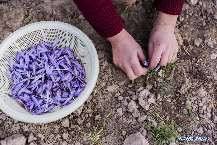 AFGHANISTAN-HERAT-SAFFRON FIELD