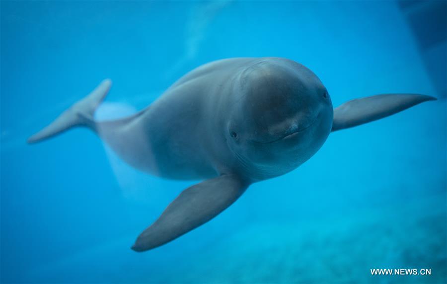 Yangtze finless porpoises seen at central China's aquarium ...