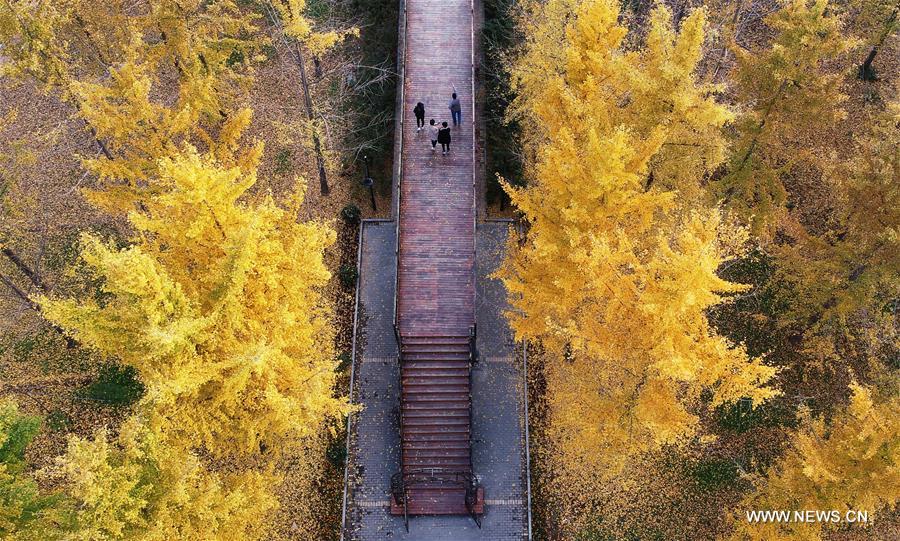 #CHINA-SHANDONG-GINKGO TREES (CN) 