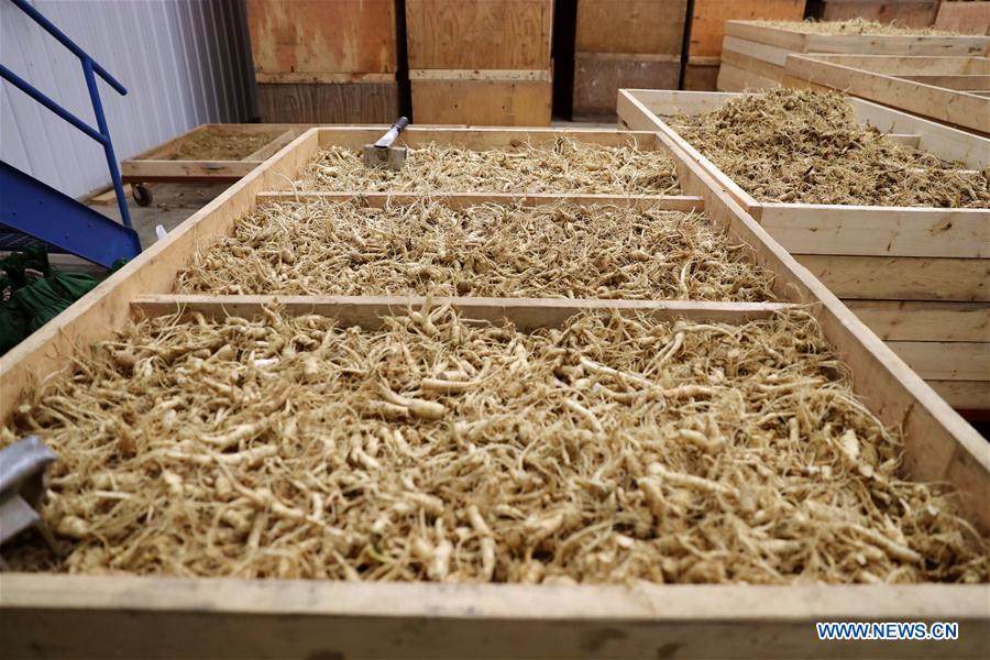 US-WISCONSIN-GINSENG-CHINA-MARKET