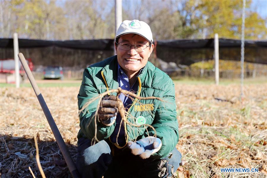 US-WISCONSIN-GINSENG-CHINA-MARKET