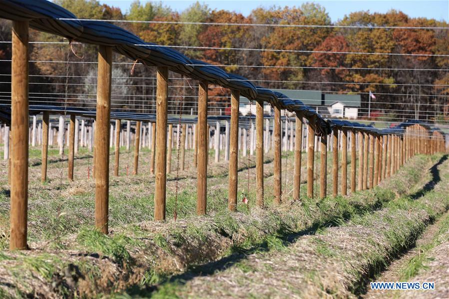 US-WISCONSIN-GINSENG-CHINA-MARKET
