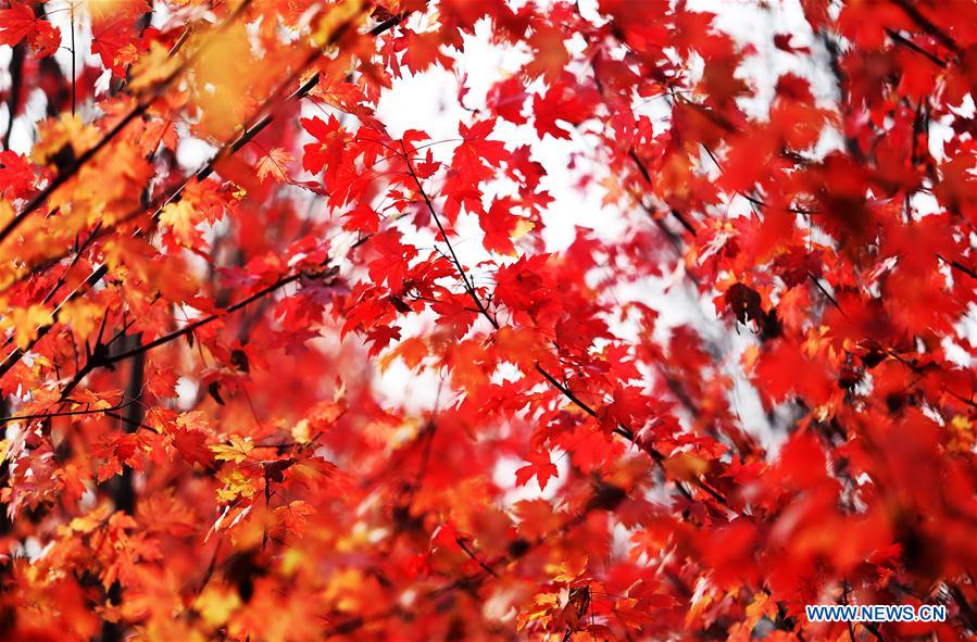 #CHINA-SHANDONG-AUTUMN-MAPLE LEAVES-SCENERY (CN)