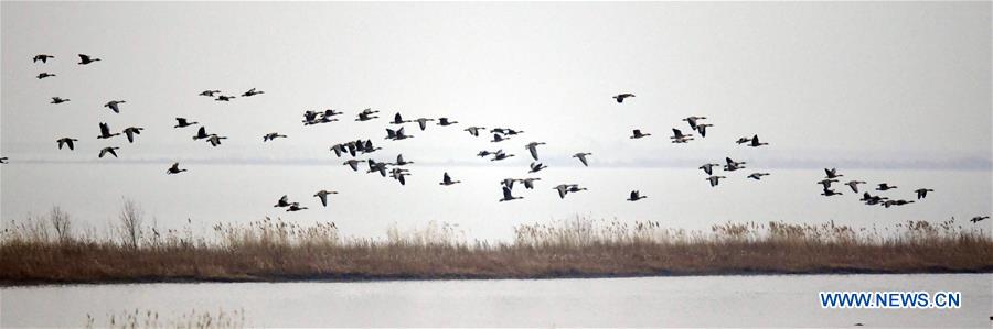 CHINA-LIAONING-WOLONG LAKE-BIRDS (CN)