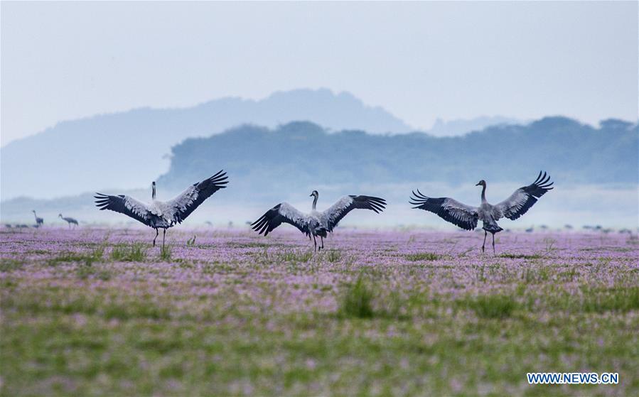 #CHINA-JIANGXI-POYANG LAKE-MIGRANT BIRDS (CN)