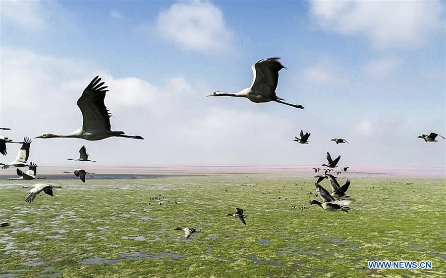 #CHINA-JIANGXI-POYANG LAKE-MIGRANT BIRDS (CN)