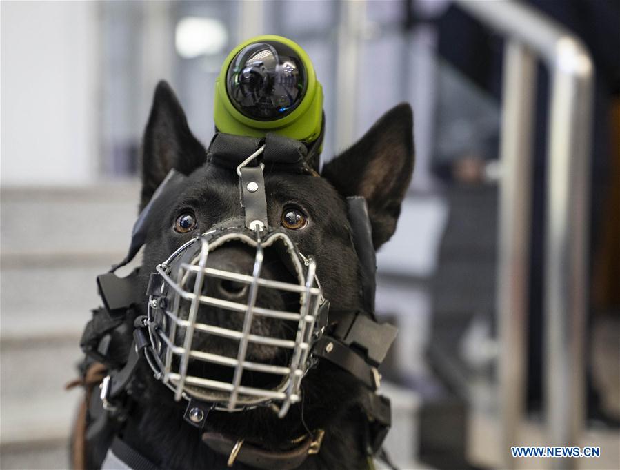 CHINA-BEIJING-POLICE DOG-SKILL COMPETITION (CN)