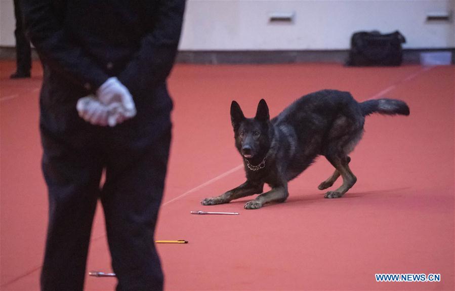 CHINA-BEIJING-POLICE DOG-SKILL COMPETITION (CN)
