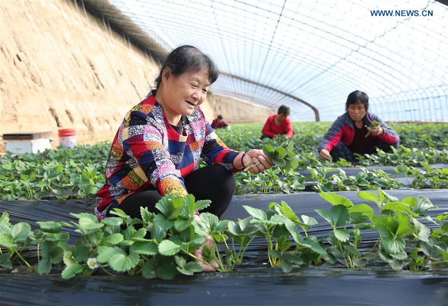 #CHINA-WINTER-FARM WORK (CN)
